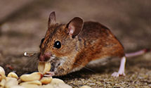 24 Hour & Emergency Exterminators in North Bingham, PA